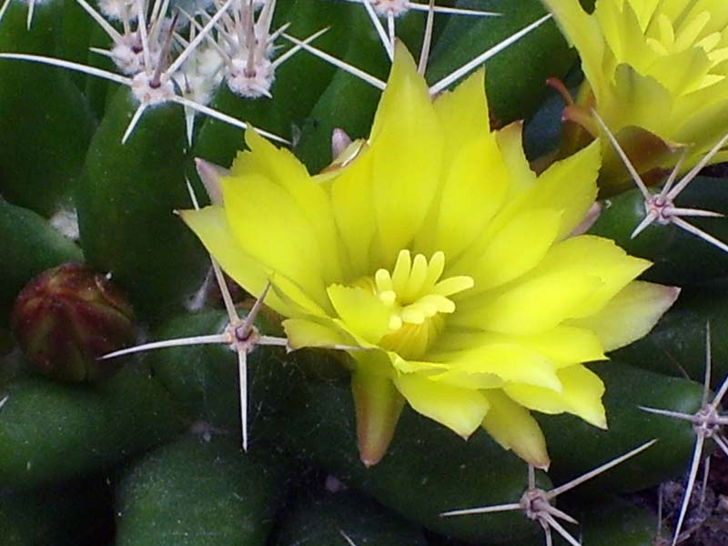 Mammillaria longimamma 