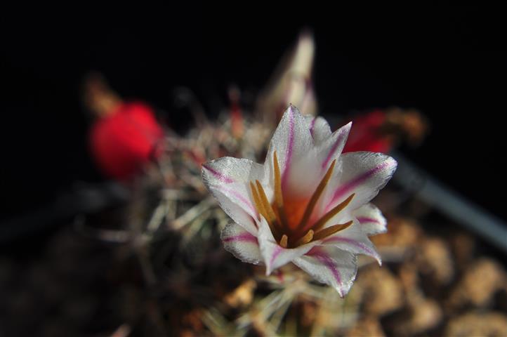 Mammillaria louisae 