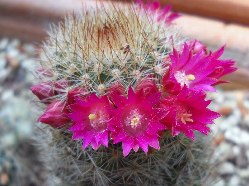 Mammillaria matudae v. spinosior 