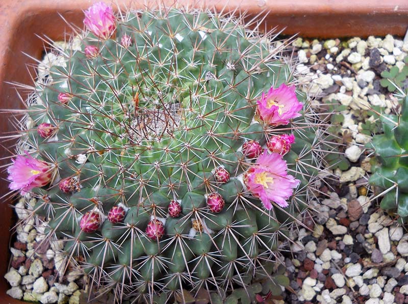 Mammillaria melanocentra ssp. rubrograndis 