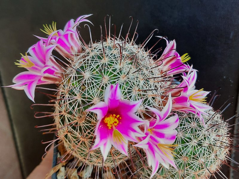 mammillaria meridiorosei