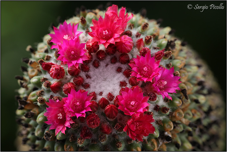 Mammillaria polythele cv. nuda 