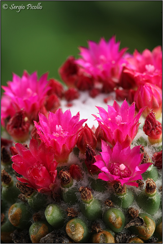 Mammillaria polythele cv. nuda 