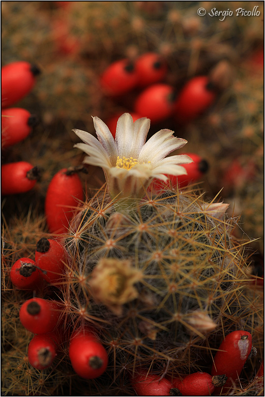 Mammillaria prolifera 