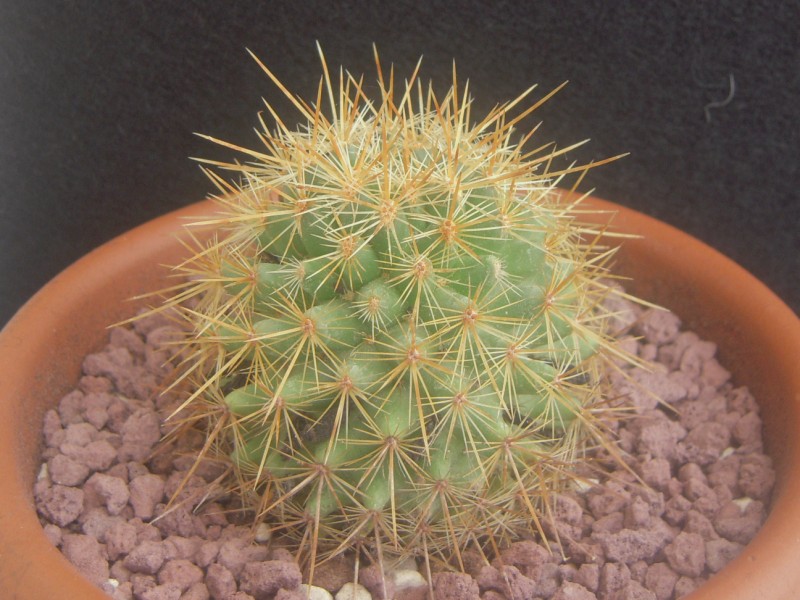 Mammillaria rekoi ssp. aureispina 