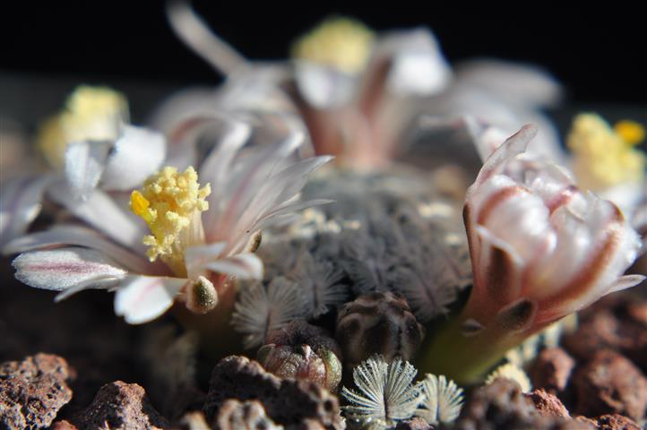 Mammillaria sanchez-mejoradae 