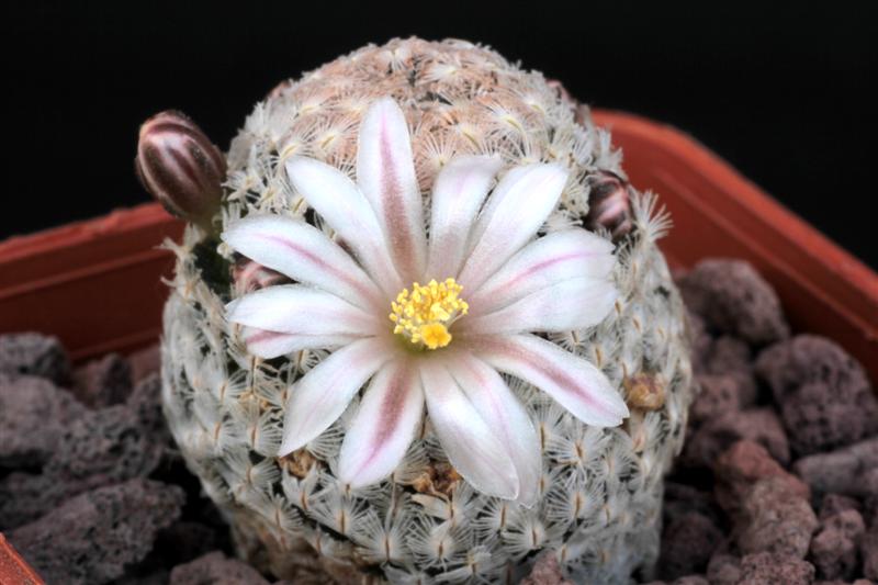 Mammillaria sanchez-mejoradae 