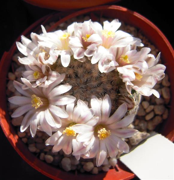 Mammillaria sanchez-mejoradae 