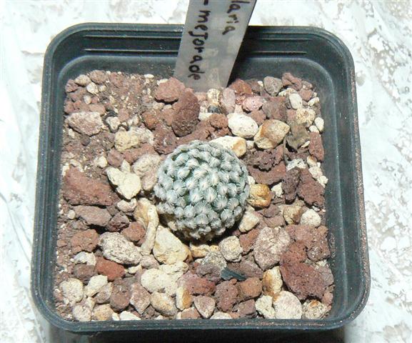 Mammillaria sanchez-mejoradae 