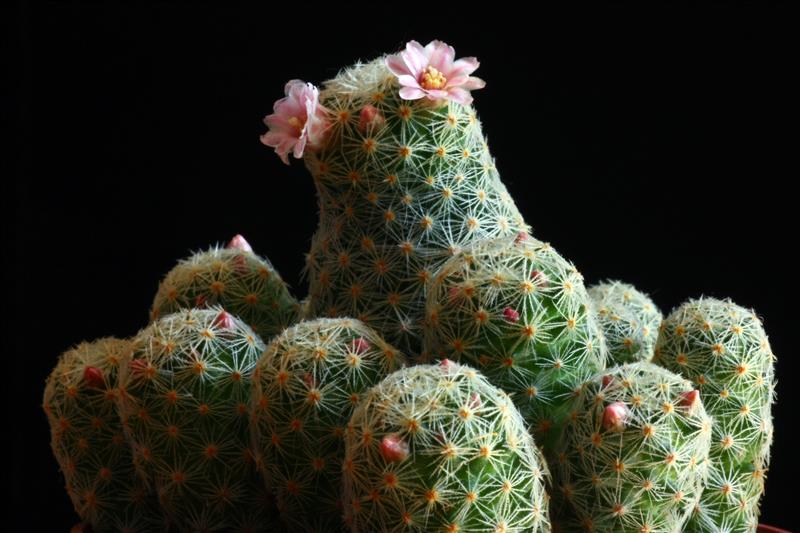 Mammillaria schiedeana ssp. giselae 