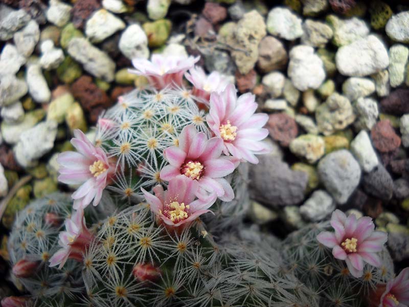 Mammillaria schiedeana ssp. giselae 