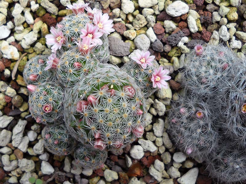 Mammillaria schiedeana ssp. giselae 