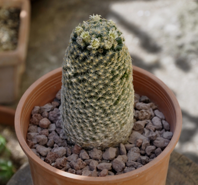 Mammillaria schiedeana ssp. dumetorum 