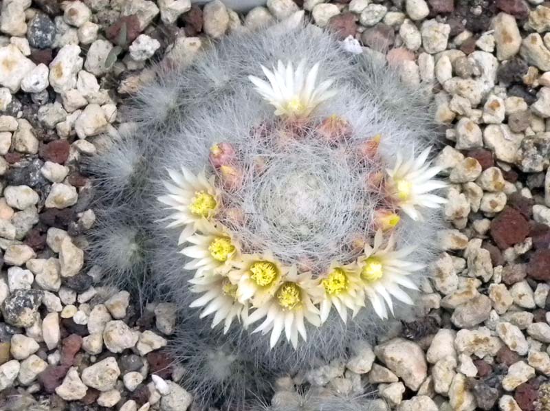 Mammillaria schwarzii 