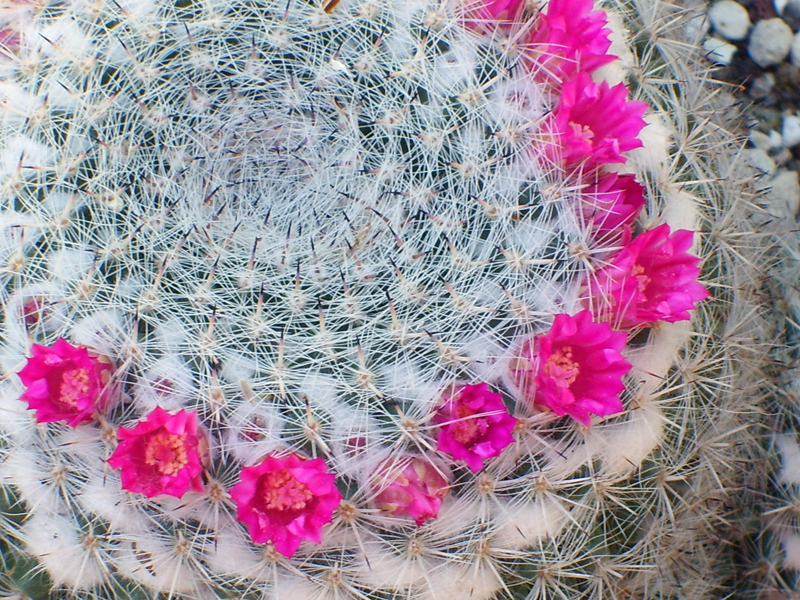 Mammillaria haageana ssp. elegans 