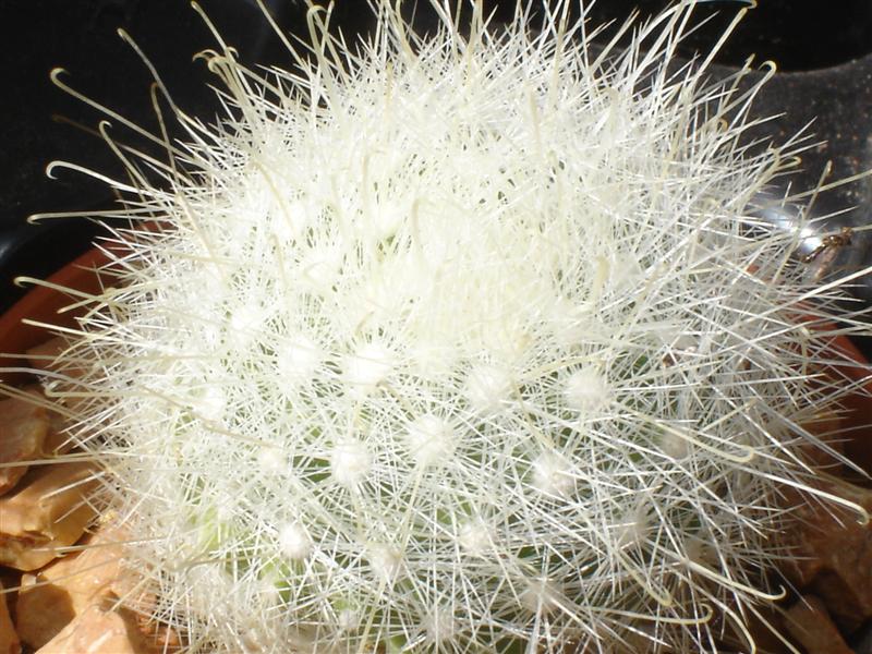 Mammillaria senilis 