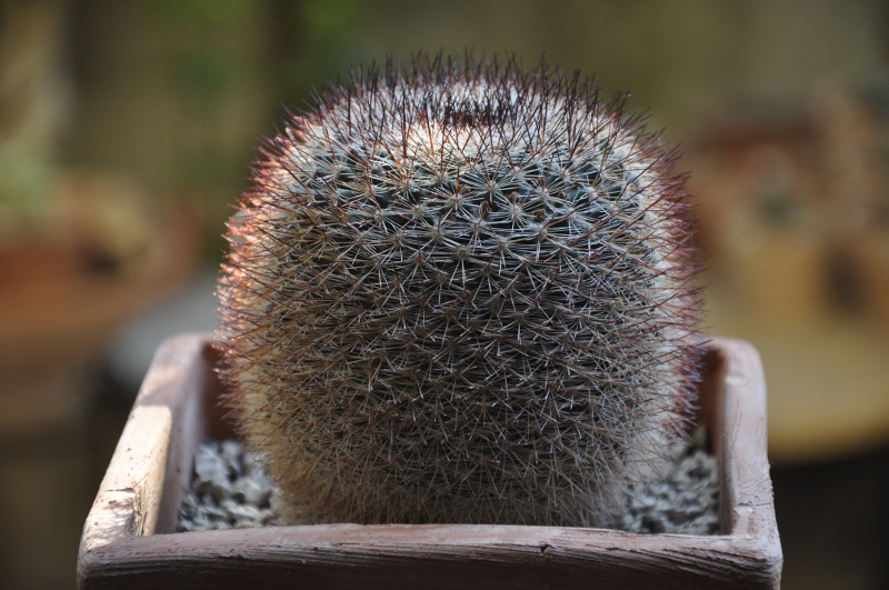 Mammillaria sinforosensis ROG 713