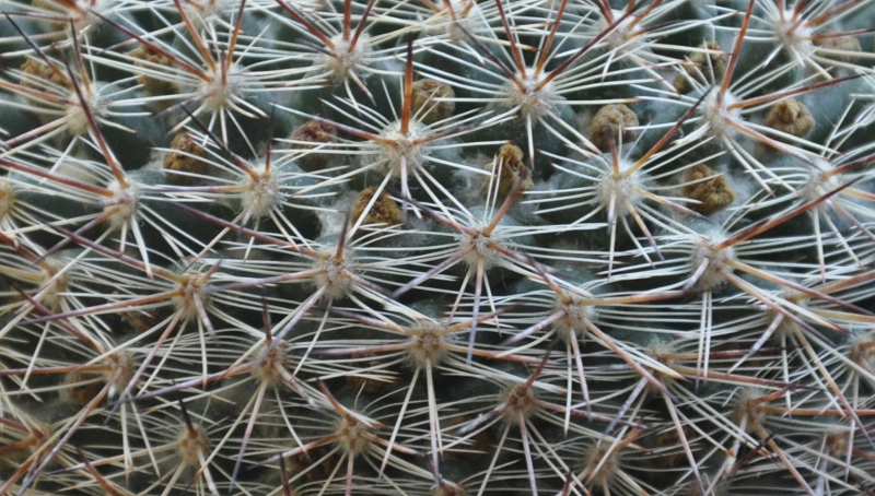 Mammillaria sinforosensis ROG 713