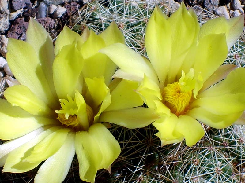 Mammillaria sphaerica 