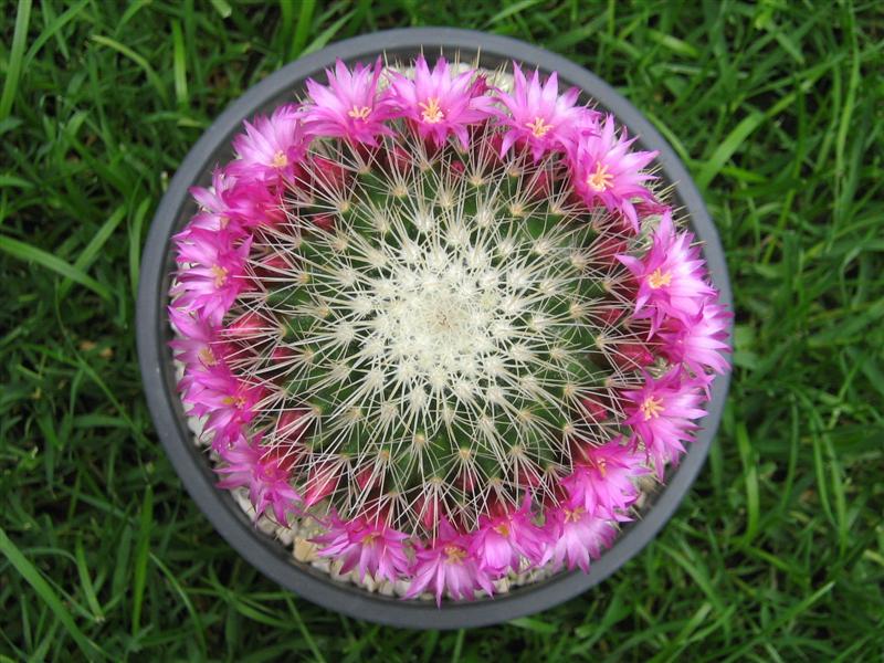 Mammillaria spinosissima 