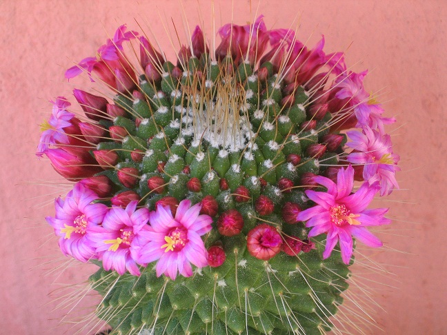 Mammillaria spinosissima cv. un pico 