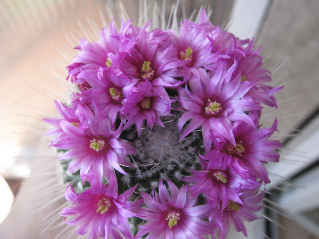 Mammillaria spinosissima cv. un pico 