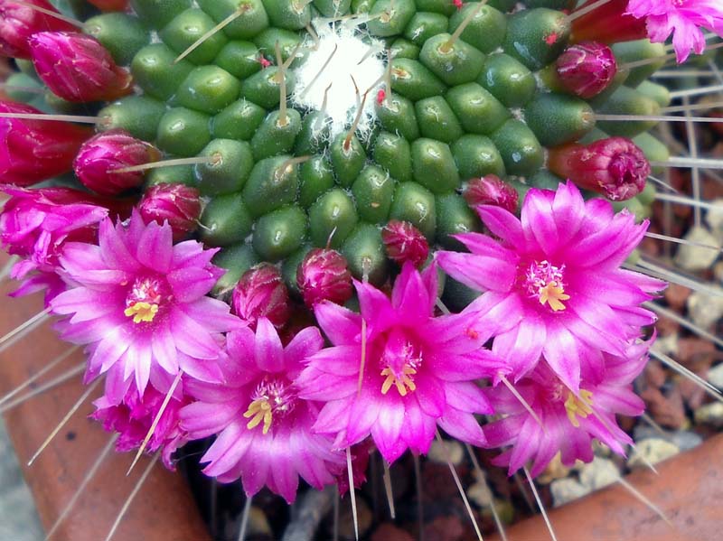 Mammillaria spinosissima cv. un pico 