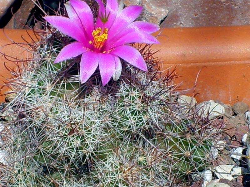 Mammillaria swinglei 