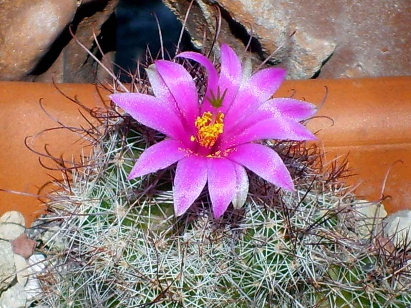 Mammillaria swinglei 