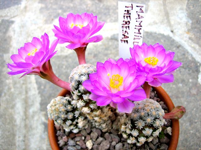 Mammillaria theresae 