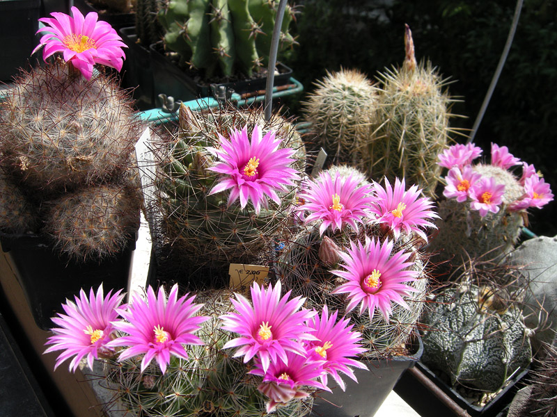 Mammillaria wrightii ssp. wilcoxii 