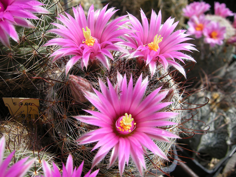 Mammillaria wrightii ssp. wilcoxii 