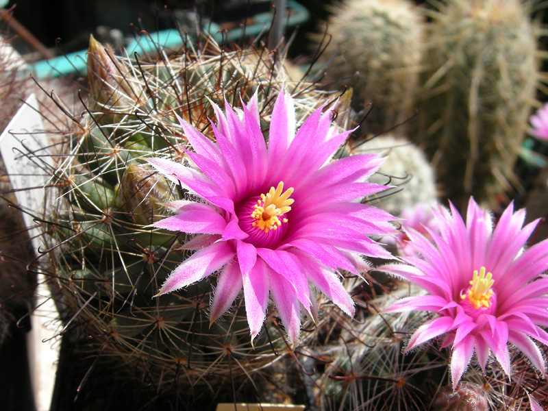 Mammillaria wrightii ssp. wilcoxii 