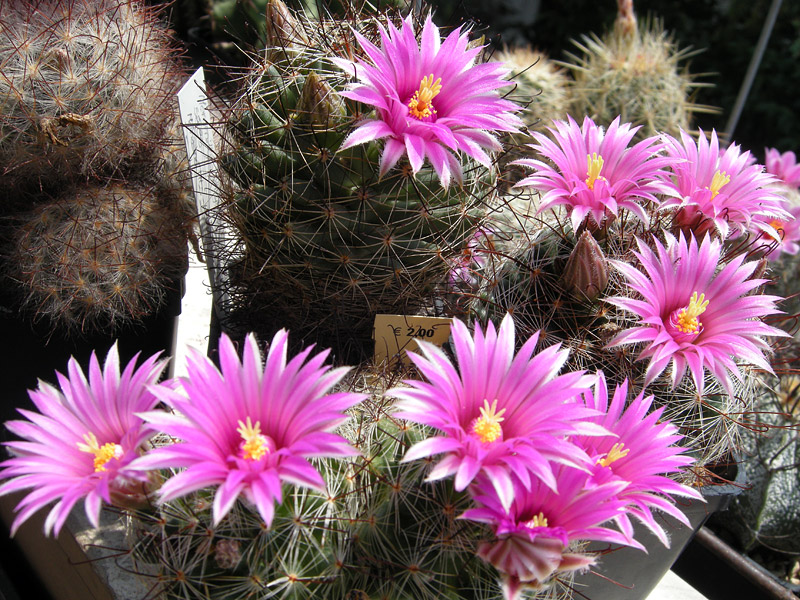 Mammillaria wrightii ssp. wilcoxii 