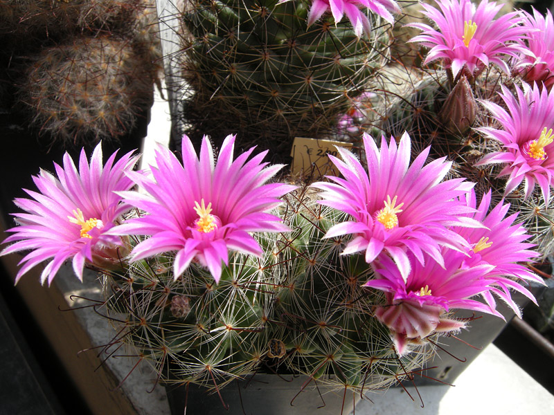 Mammillaria wrightii ssp. wilcoxii 