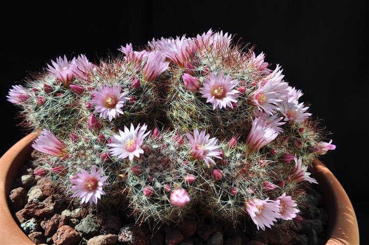 Mammillaria zeilmanniana 