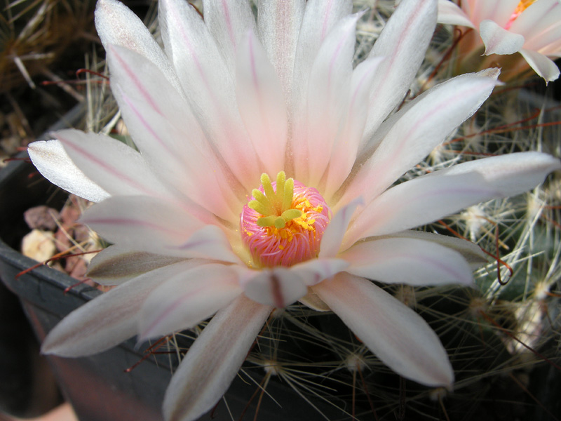 Mammillaria zephyranthoides 