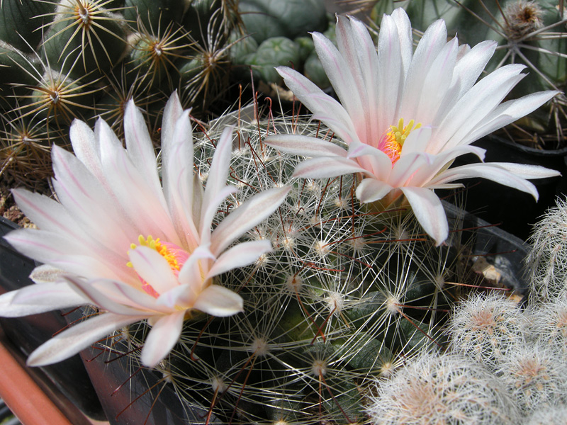 Mammillaria zephyranthoides 