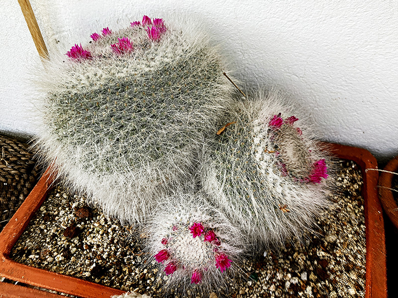 mammillaria hahniana