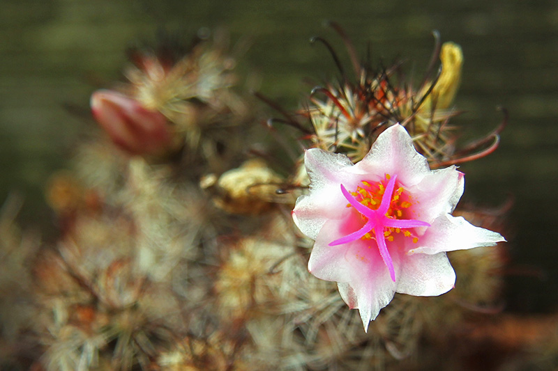 mammillaria thornberi ssp. yaquensis