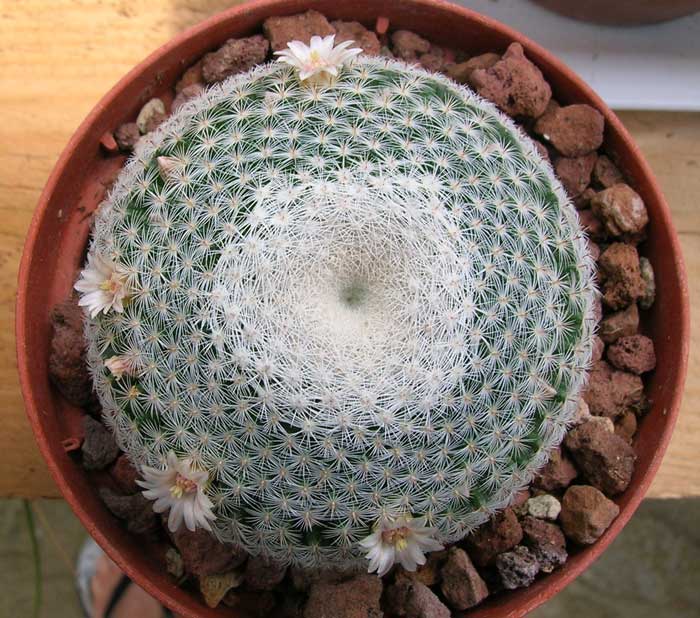 Mammillaria microthele 