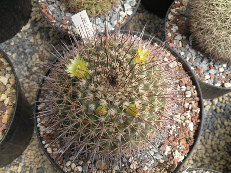 Mammillaria marshalliana 