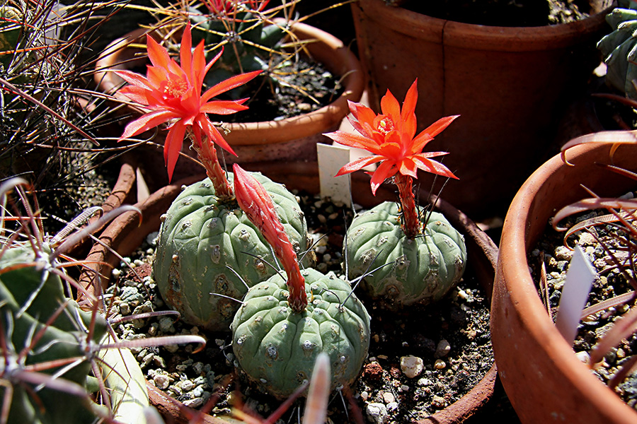 matucana madisoniorum