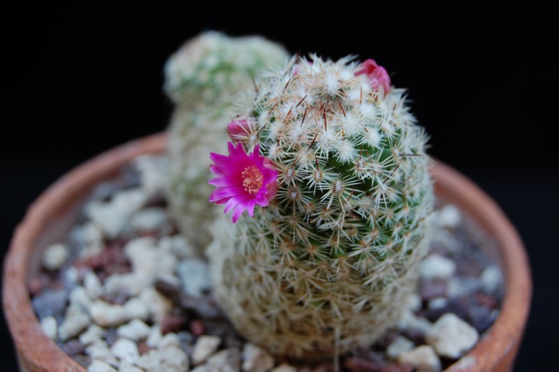 Mammillaria matudae v. serpentiformis 