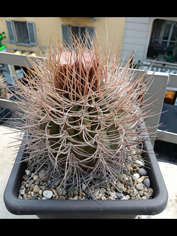gymnocalycium mazanense ssp. polycephalum