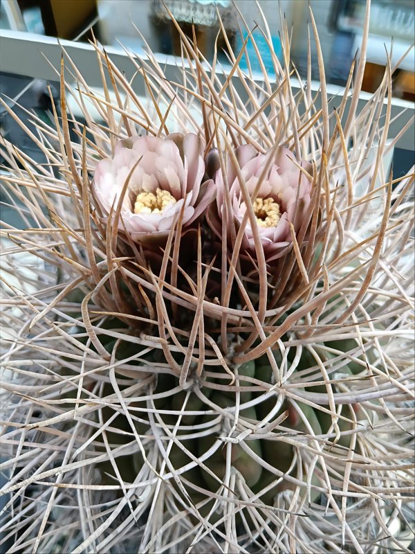 Gymnocalycium mazanense ssp. polycephalum vs 46