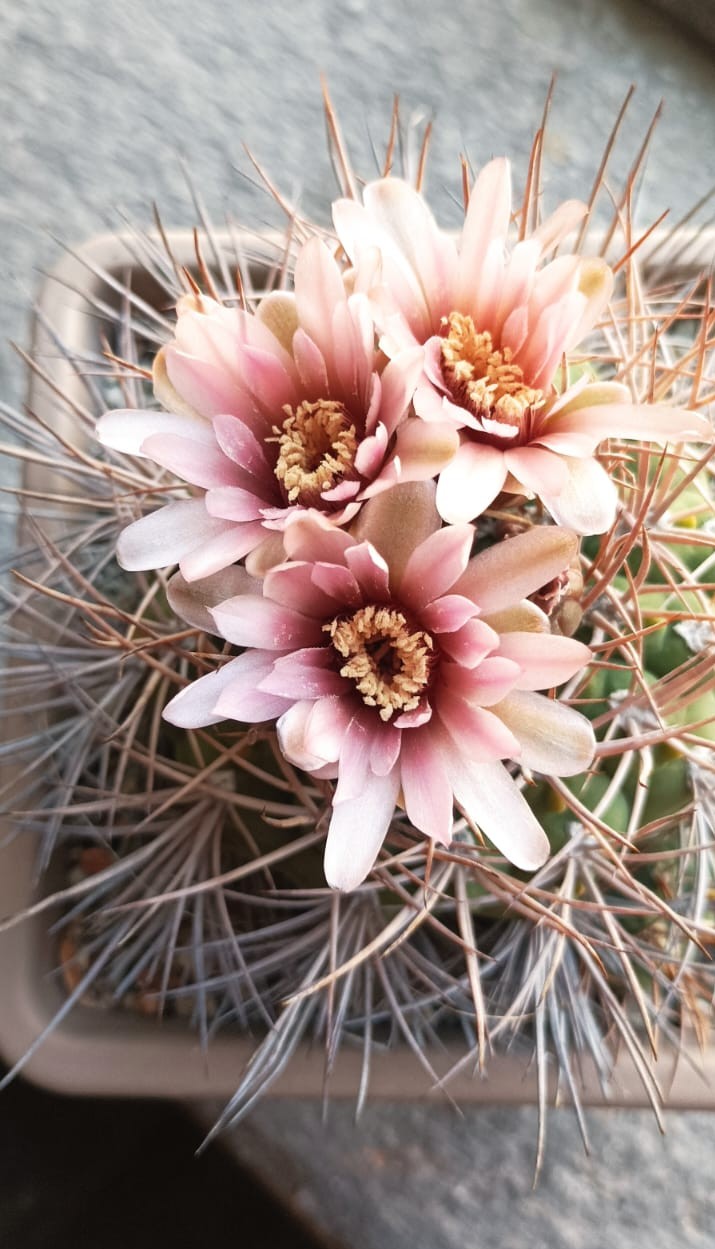 gymnocalycium mazanense v.polycephalum
