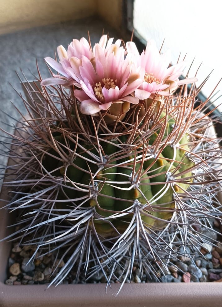 gymnocalycium mazanense v. polycephalum