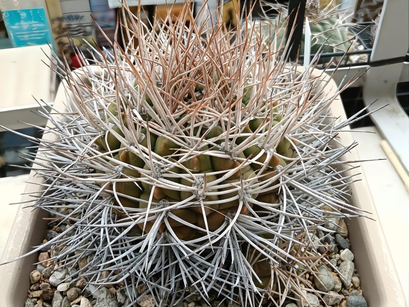 gymnocalycium mazanense v.polycephalum
