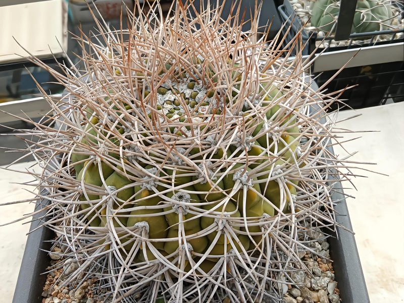 gymnocalycium mazanense v. polycephalum